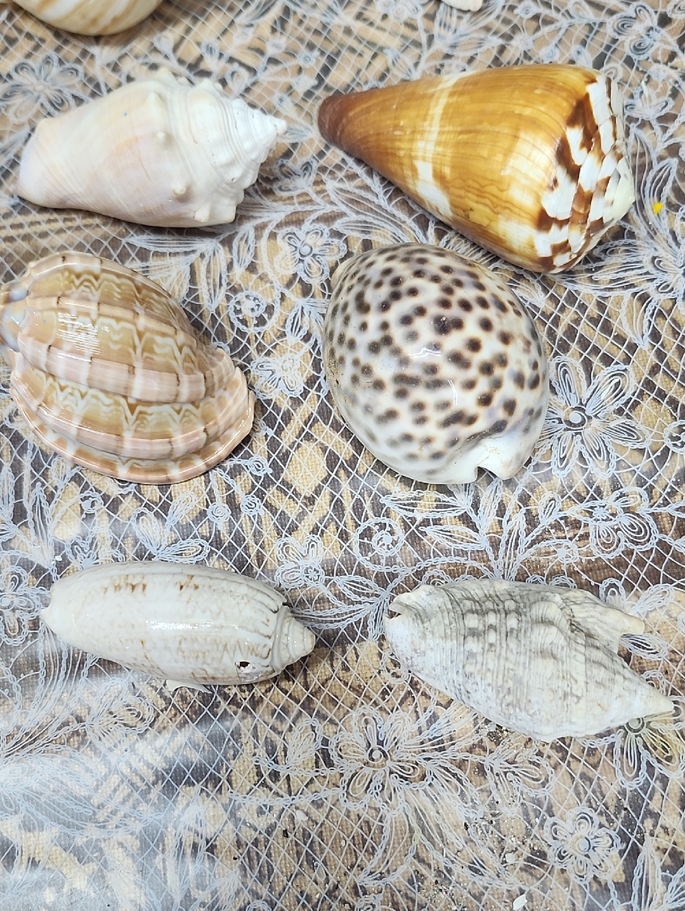 10pc Shells EUC - Picture 4 of 5